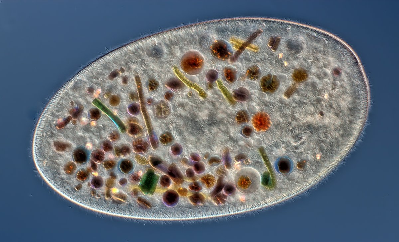 Illustration for article titled Las mejores microfotografĂas del año nos muestran la increĂble belleza de lo que no podemos ver